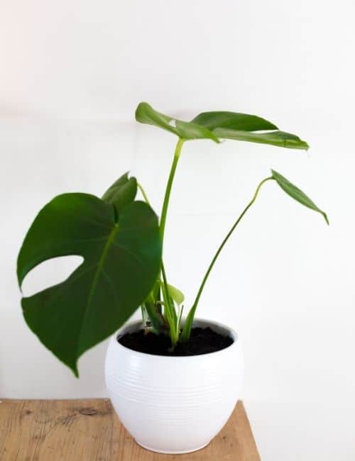 Young Monstera Plant