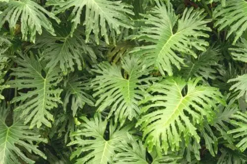 Split-Leaf Philodendron Plant