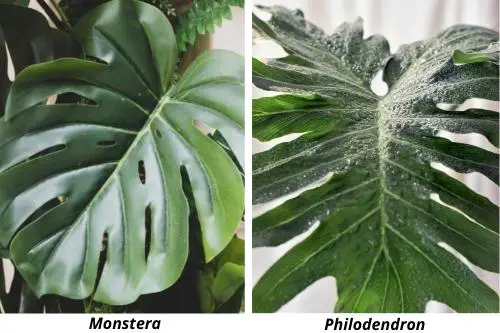 Monstera and Philodendron Leaves