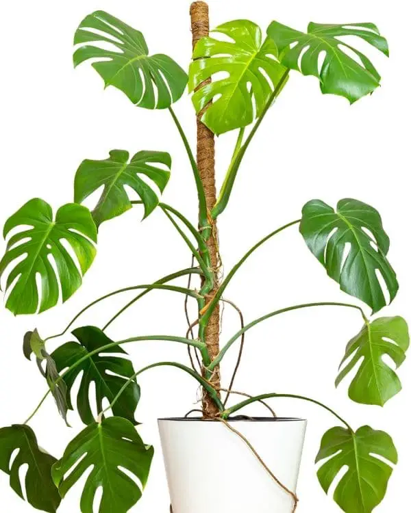 Monstera Deliciosa with Suport