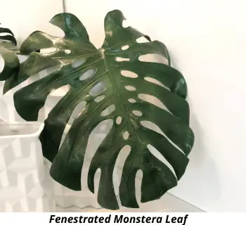 Fenestrated Monstera Leaf