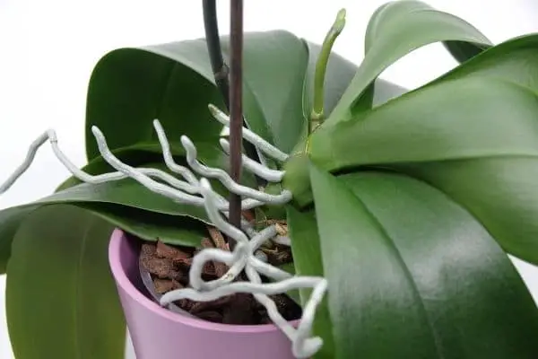 Orchid Aerial Roots