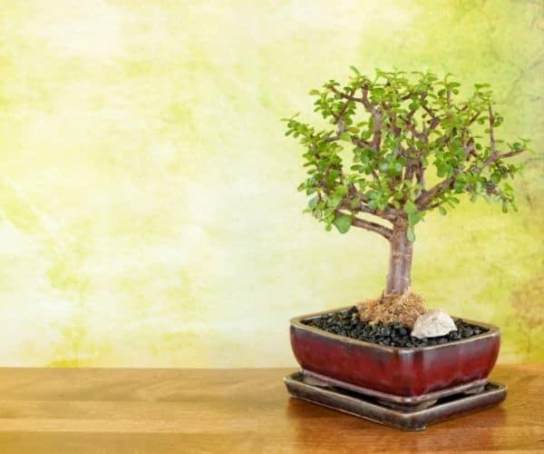 Jade Bonsai Tree