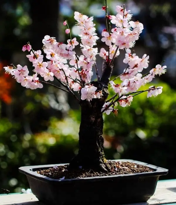 Cherry Bonsai