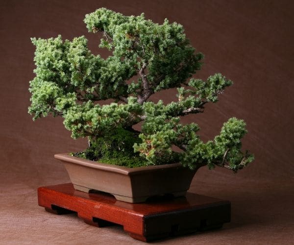 Juniper Bonsai Tree