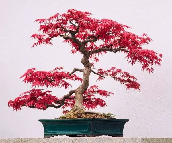 Japanese Maple Bonsai