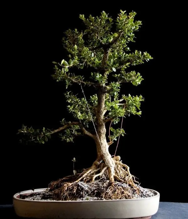 Boxwood Bonsai