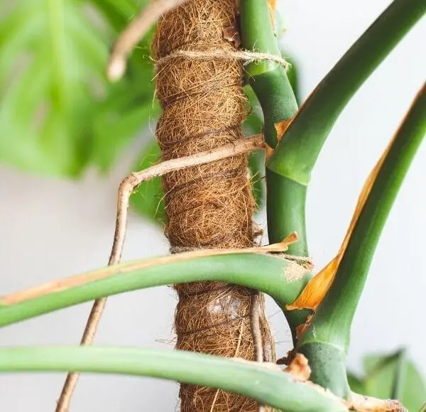 Monstera Plant Aerial Root