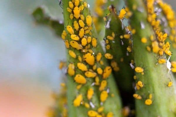 How to Get Rid of Tiny Yellow Bugs To Save Your Plants