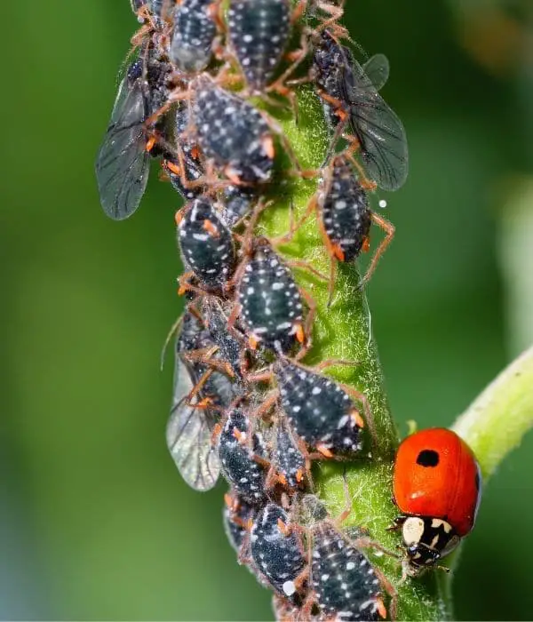 aphids and ladybug
