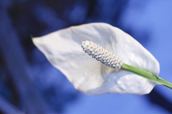 peace-lily-grow-in-water-at-your-low-light-bedroom-spathiphyllum