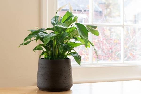 How Long Do Peace Lilies Last? ( Tips To Make Them Last)