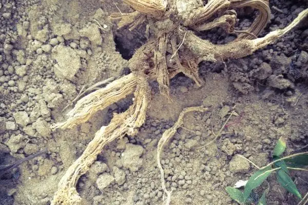 root rot
