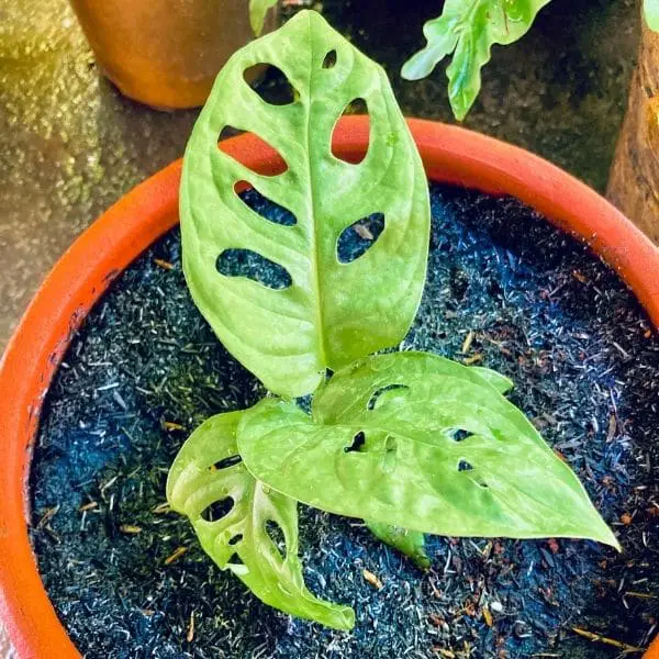 Baby Monstera Plant