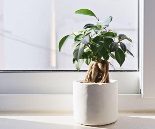 Ficus Bonsai