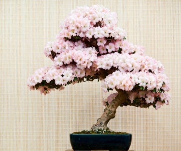 Azalea Bonsai