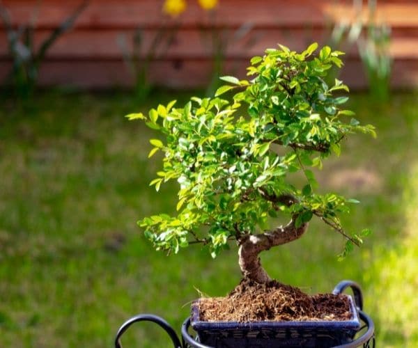 Chinese Elm Bonsai