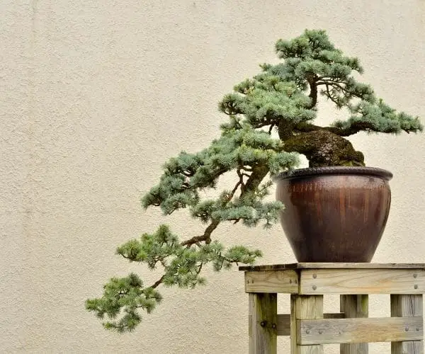 Cedar Bonsai Tree