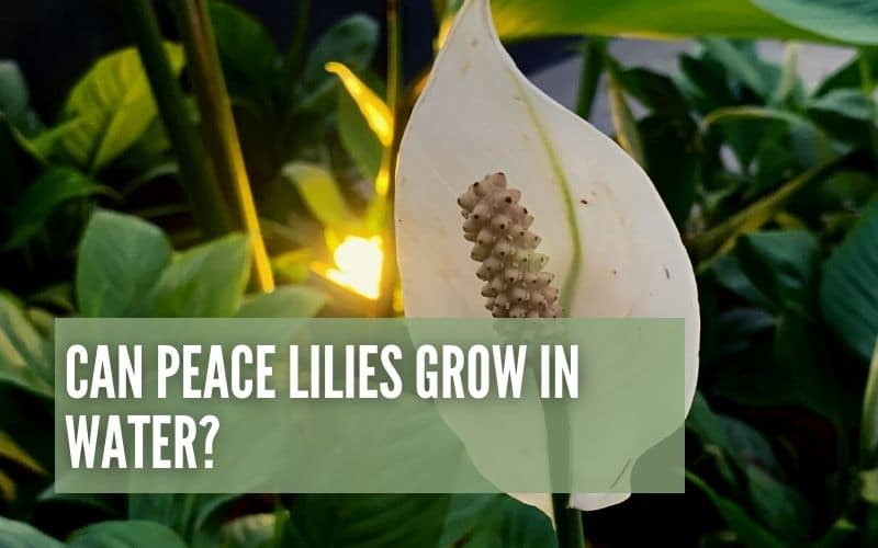 can-peace-lilies-grow-in-water