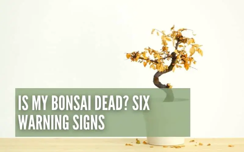 Is My Bonsai Dead? Six Warning Signs