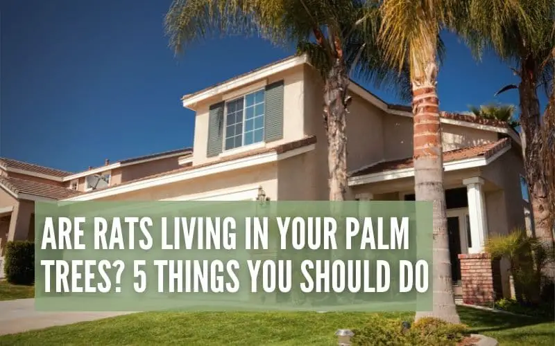 Are Rats Living In Your Palm Trees? 5 Things You Should Do