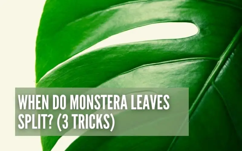 When Do Monstera Leaves Split? (3 Tricks To Encourage Them To Split)