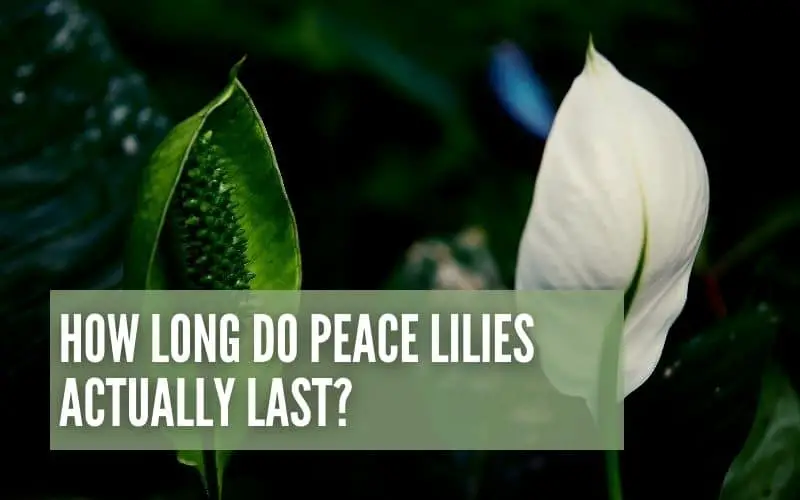 how long do peace lilies last
