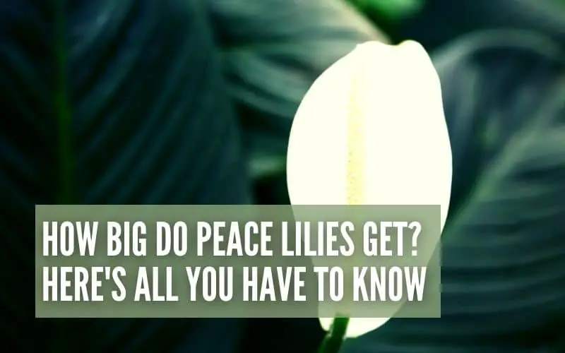 how big do peace lilies get