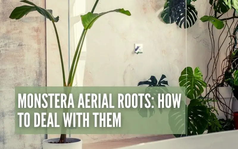 Monstera Aerial Roots: What They Are & How To Deal With Them