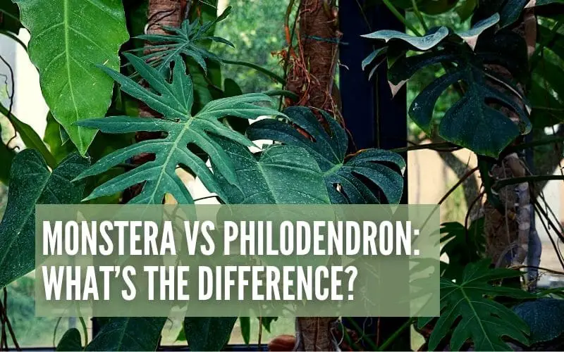 Monstera vs Philodendron: What’s The Difference?