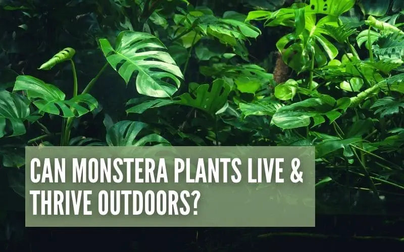 Can Monstera Plants Live & Thrive Outdoors?
