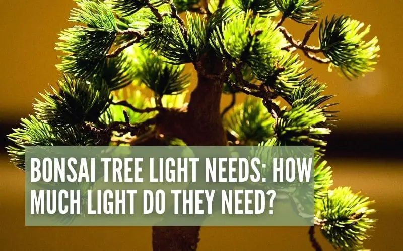 Bonsai Tree Light Needs: How Much Light Do They Need?