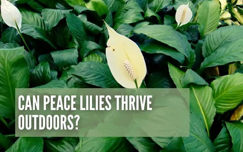 Can Peace Lilies Thrive Outdoors?