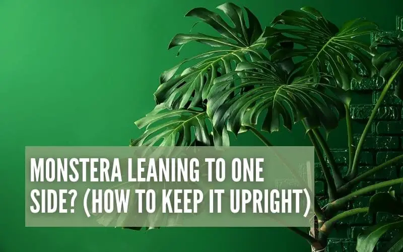 monstera-leaning-to-one-side-here-s-how-to-keep-it-upright