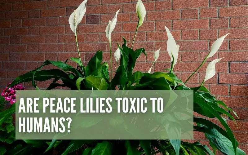 are peace lilies toxic to humans