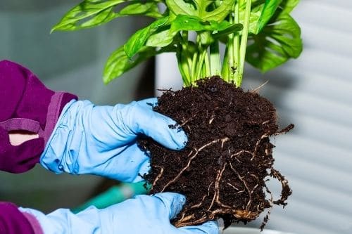 Taking care of Monstera's soil