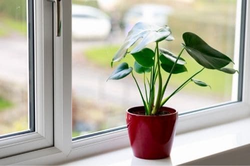 Monstera by the Window