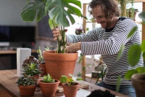 Repotting a Monstera Plant