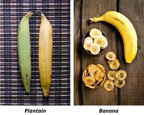 Plantain vs Banana 