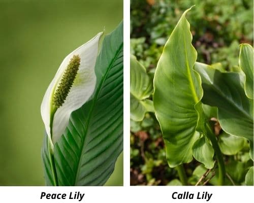 peace-lily-vs-calla-lily-differences-explained