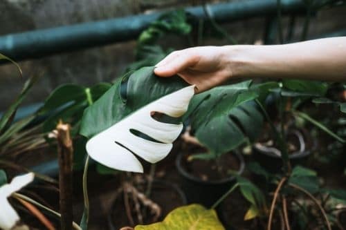 Variagated Monstera Deliciosa