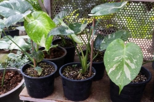 Variegated Monstera Plants