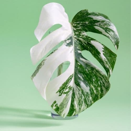 Variagated Monstera Leaf