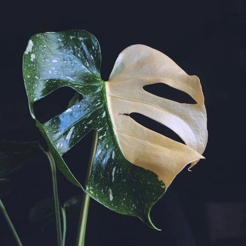 Variegated Monstera Plant