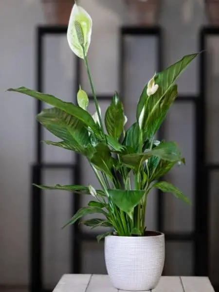 Indoor Peace Lily