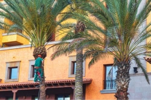 Trimming Palm Trees