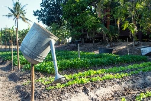 Vegetable garden next to Palm Trees