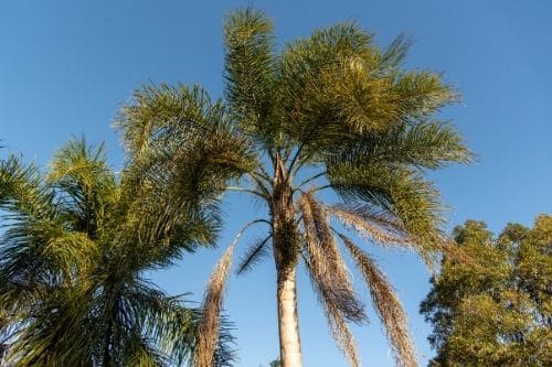 Queen Palm Tree