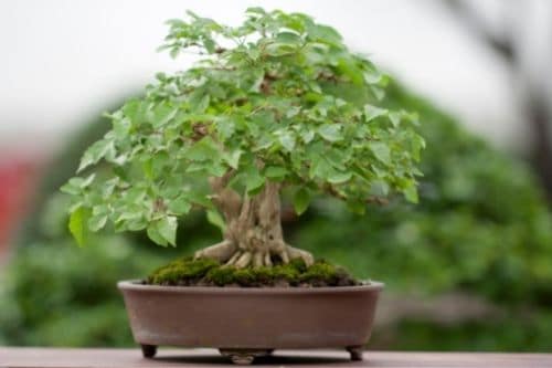 Are Bonsai Trees Poisonous to Cats and Dogs?