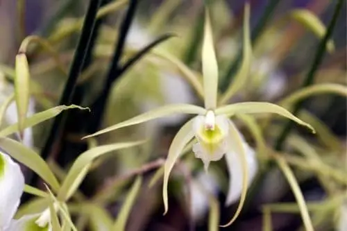 Brassavola Orchid